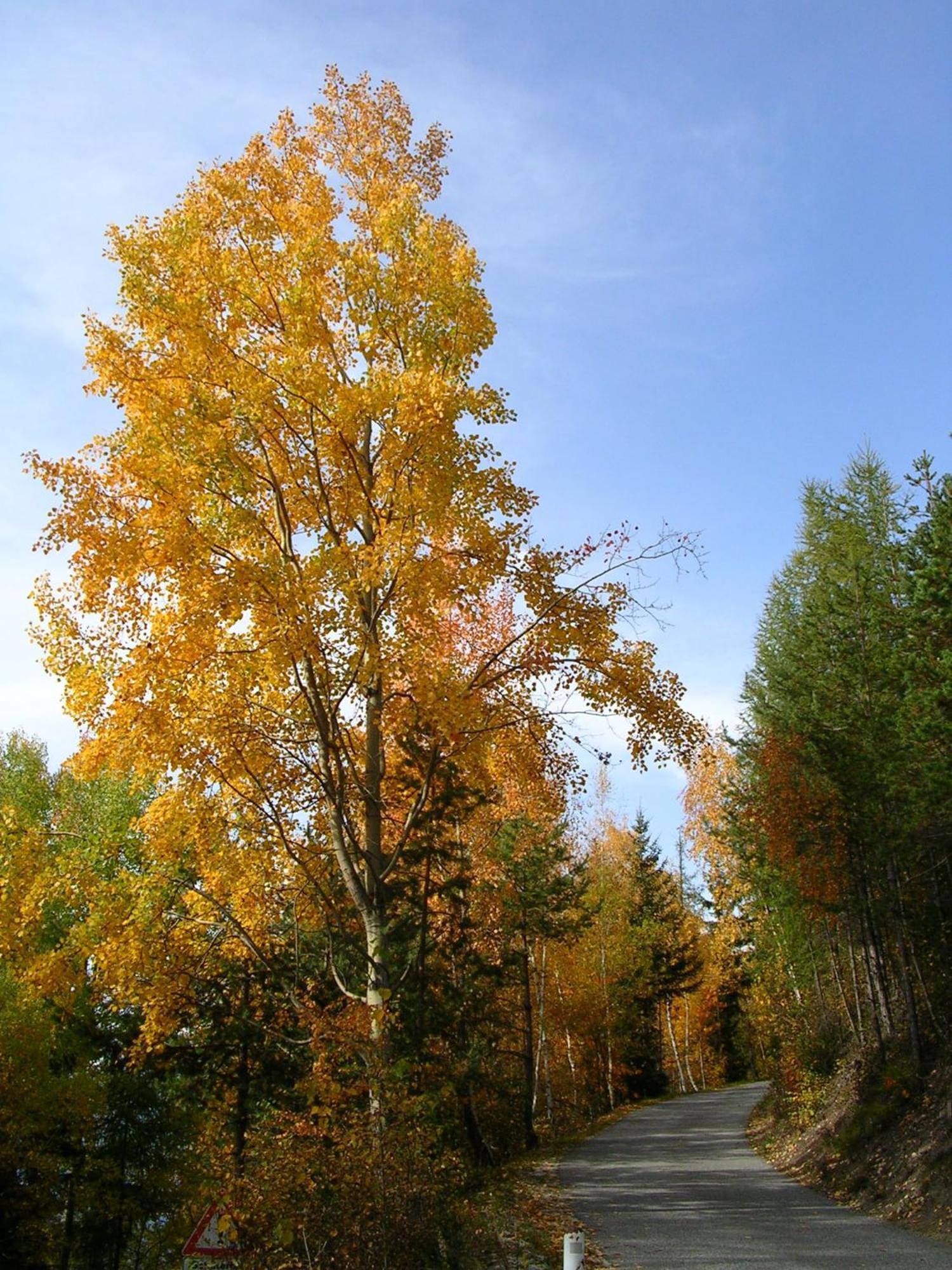 Kaserhof Wandern- Alleinlage - Ruhig- Top Aussicht ブレッサノーネ エクステリア 写真